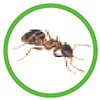 bugs_01.jpg