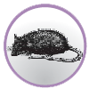 bugs_10.png