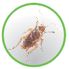 bugs_17.png