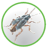 bugs_18.png