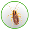 bugs_19.png