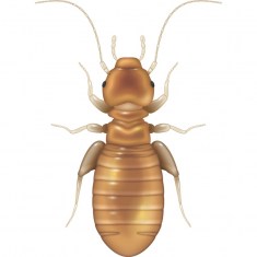 Booklice