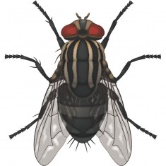 Housefly