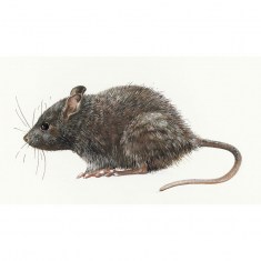RODENT2_