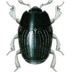 carcinops_image
