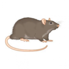 rat2